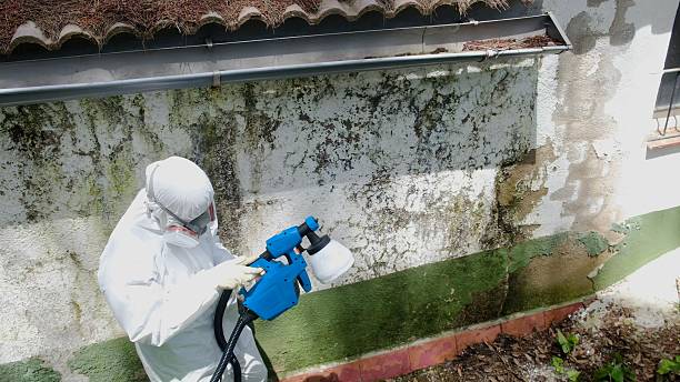 Trusted Black Mold Removal service in Friendsville, MD - Cheap Mold Removal